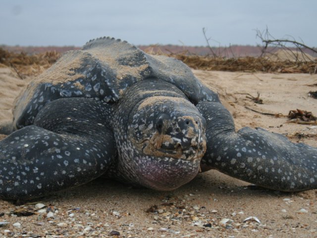 Tartarugas